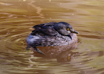 Waterbird Floating on Pond