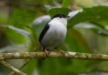 Black and White Bird on Branch