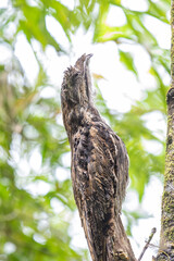 Camouflaged Bird on Tree Trunk
