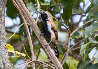 Brown and Black Bird on Tree