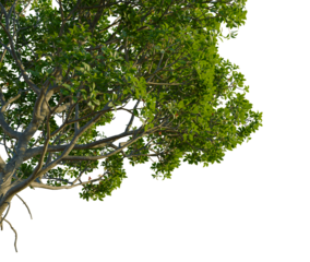 Rhizophora apiculata tree, corner view, cutout, 4k PNG, isolate, Lush green tree branch with leaves on transparent background