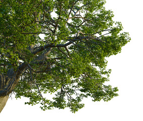 Quercus michauxii tree, corner view, cutout, 4k PNG, isolate, Large tree with lush green leaves on transparent background