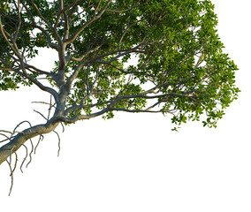 Rhizophora apiculata tree, corner view, cutout, 4k PNG, isolate, Tree branch with lush green leaves on transparent background