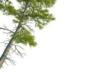 Taxodium ascendens tree, corner view, cutout, 4k PNG, isolate, Tall pine tree with green leaves on transparent background