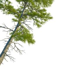 Taxodium ascendens tree, corner view, cutout, 4k PNG, isolate, Tall pine tree with green leaves on transparent background