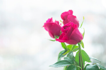 Pink roses on a light window background.