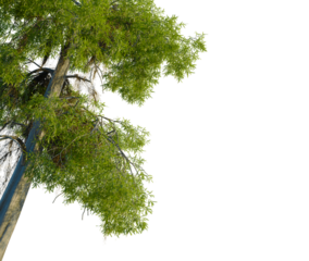 Taxodium distichum tree, corner view, cutout, 4k PNG, isolate, Tree branch with green leaves on transparent background for design