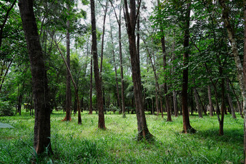 A forest filled with lots of tall trees in the middle of a forest at Nong Ta Yu Arboretum, Chonburi Attractions, Thailand.