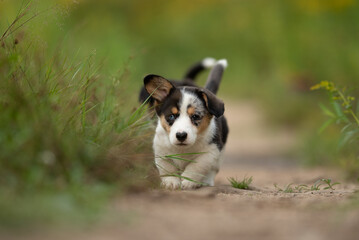 A young Cardigan Welsh Corgi puppy with multicolored fur runs toward the viewer on a dirt path with grass and greenery surrounding it. The puppy has heterochromia