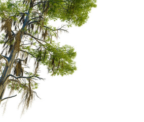 Taxodium distichum tree, corner view, cutout, 4k PNG, isolate, Tree branches with green leaves on transparent background