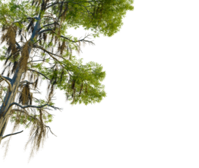 Taxodium distichum tree, corner view, cutout, 4k PNG, isolate, Tree branches with green leaves on transparent background