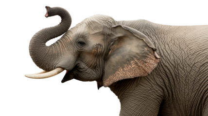 Majestic elephant wildlife mammal Isolated on Transparent Background