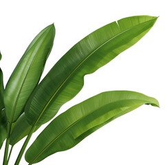 tropical banana leaves 