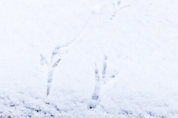 A pair of bird tracks in the snow