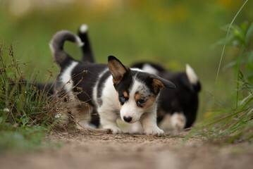 A young Cardigan Welsh Corgi puppy with multicolored fur and different-colored eyes walks along a dirt path. Other puppies are visible in the background near some plants