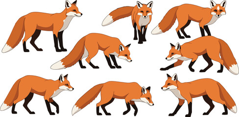 Red Fox Animal Vector Illustration Set Showing Different Walking Standing and Hunting Poses for Wildlife Nature Education and Cartoon Character Design