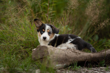 A young Cardigan Welsh Corgi puppy with heterochromia rests on a log. The puppy has black, white, and tan fur and green plants surround the puppy