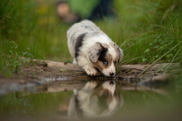A small, blue-eyed Welsh Corgi Cardigan puppy laps water from a pond. Its reflection is clearly visible in the still water