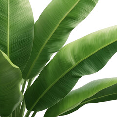 tropical banana leaves 