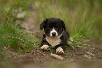 A small, young Cardigan Welsh Corgi puppy with black and white markings lies down on a dirt path surrounded by green grass. The puppy is looking directly at the camera