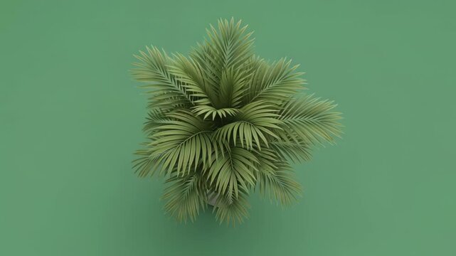 Monochromatic Tropical Palms Displayed from a High Aerial Perspective