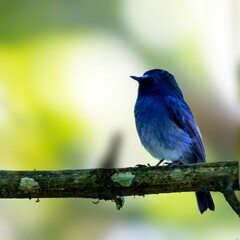 Branch Ballet: A Moment in Nature