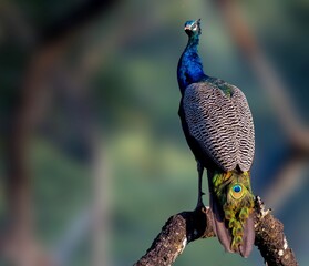 Peacock in Profile on Forest Branch