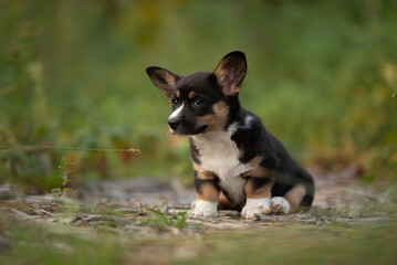 A tri-color Cardigan Welsh Corgi puppy with large ears is sitting on dirt and grass. The little dog is looking attentively to the left in a natural, outdoor environment