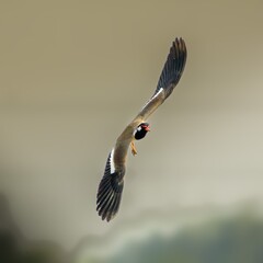 Mid-Flight Call of a Vibrant Bird