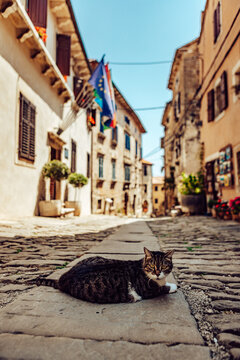 View of a watchful cat lounges on a cobblestone street, framed by the warm hues of historic buildings and the vibrant Croatian flag, Groznjan, Istria County, Croatia.