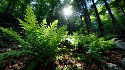 Fototapeta premium Lush fern forest sunlight green foliage woodland fern forest sunlight green foliage woodland moss nature leaf tree sunbeam landscape undergrowth