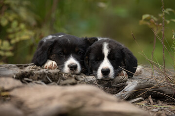 Two adorable, black and white Welsh Corgi Cardigan puppies are resting close together on a fallen log. They appear sleepy and content in a natural forest setting