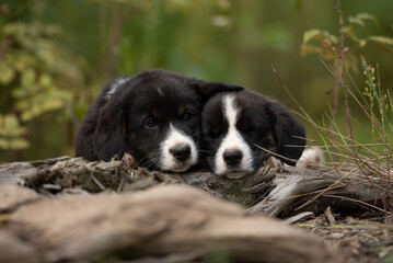 Two black and white Welsh Corgi Cardigan puppies cuddle together. They are relaxing on a fallen tree trunk outdoors, surrounded by green foliage