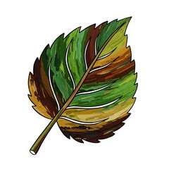 Colorful Autumn Leaf with Detailed Veins and Serrated Edges.