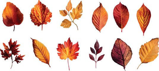 autumn leaves collection