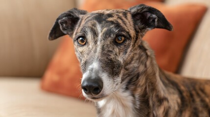 Obraz premium Close-up portrait of a brindle greyhound dog with expressive eyes.