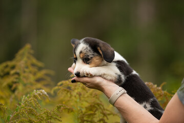 Obraz premium A Cardigan Welsh Corgi puppy with black, white and brown fur rests its head on a woman's hand. The woman is standing in a field with green and gold vegetation