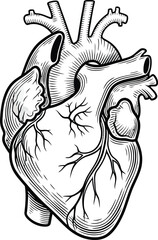 Detailed anatomical illustration of a human heart on transparent background