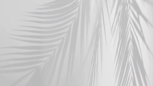 Closeup branch tree leaves silhouette shadow motion on wall, abstract background Palm tree shadow behind wall textures, video background for Product or logo video showcase