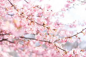 Obraz premium 河津桜の花と蕾 