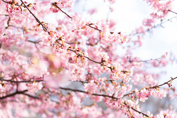 Obraz premium 河津桜の花と蕾 