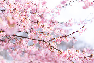 河津桜の花と蕾	