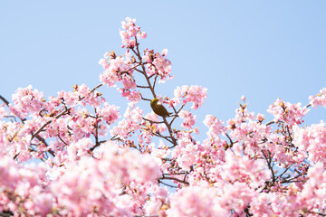 Obraz premium 満開の河津桜とその蜜を吸いにやってきたメジロ