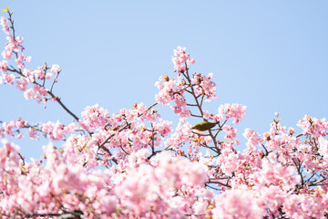 Obraz premium 満開の河津桜とその蜜を吸いにやってきたメジロ