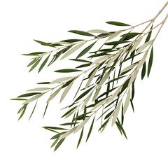 Naklejka premium Fresh Olive Tree Branch with Green Leaves Isolated on White or Transparent Background