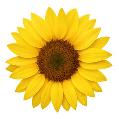 Fototapeta premium Bright yellow sunflower bloom on a black background isolated on transparent background
