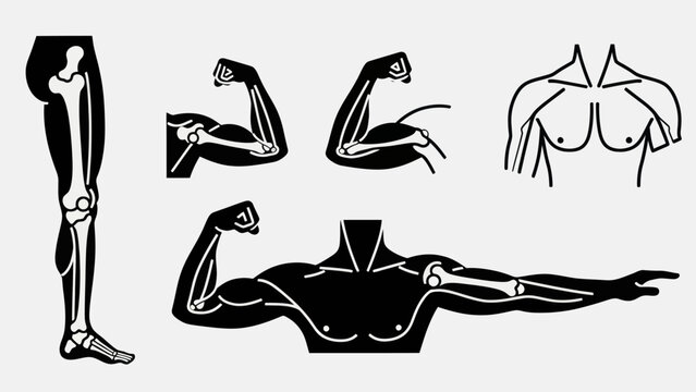Human anatomy illustrations skeletal and muscular system depictions