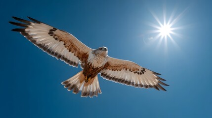 Obraz premium Majestic Hawk Soaring Gracefully Under the Bright Sun in a Clear Blue Sky.