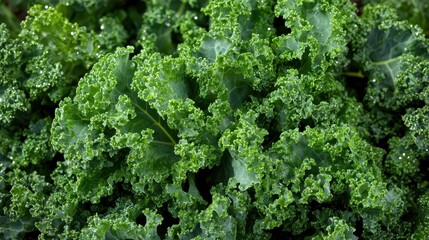 Close up of vibrant healthy green organic kale leaves