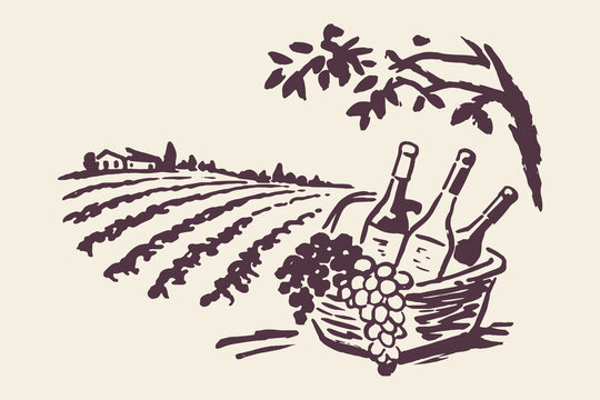 Wine vineyard bottles and grapes vintage sketch vector illustration